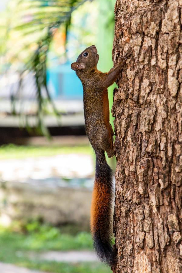 Cabanas Los Almendros Capurganá エクステリア 写真